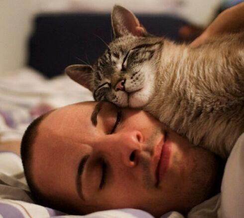 tidur dengan kucing sebagai penyebab infestasi parasit