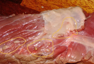 Cacing pita daging sapi