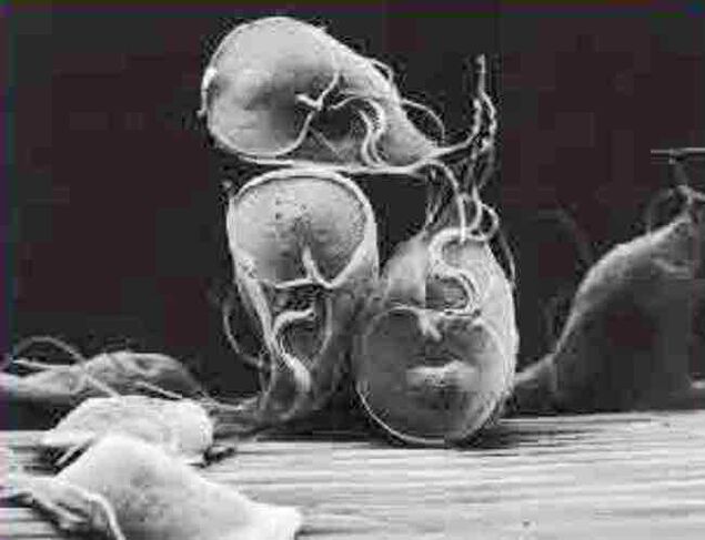 giardia parasit protozoa